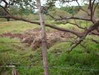 3309loteencahuita1