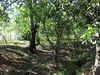 3328fincaenlagunas11.JPG